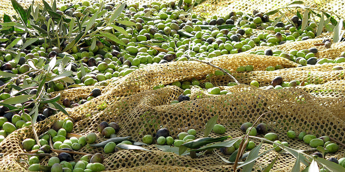 Olio D'oliva Sempre Più Caro: Cisterne Scortate Come Portavalori!